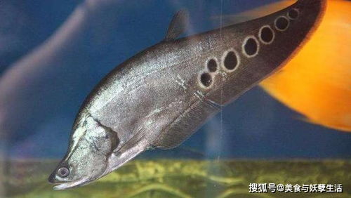 神秘刀鱼出没珠江,在东南亚国家肆虐,在我国却活不过冬天