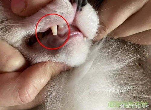 医生,我家猫牙齿断了一半,可以拔掉吗