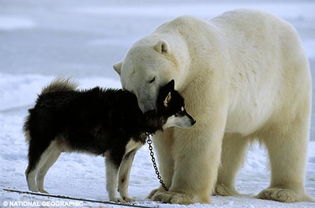 罕见场景抓拍 北极熊与爱斯基摩狗 一见如故 