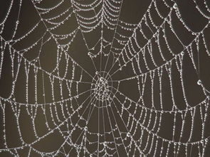 做梦梦见蜘蛛网是什么意思 周公解梦 