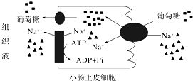 种群之间如何比较基因库的大小？是和基因频率有关吗？