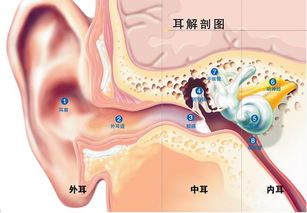 为什么有些人耳屎多,有些人耳屎少,耳屎怎么来的