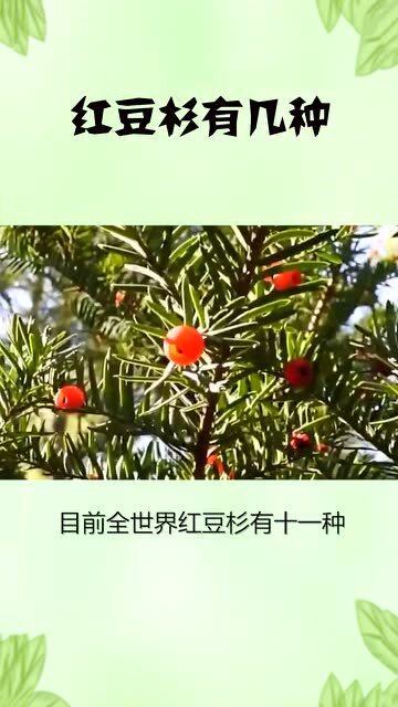 红豆杉有几种?,红豆杉的种类