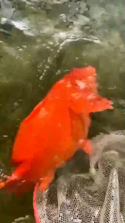 这条大红鱼真的厉害了,个头真的好大,就是不知道能吃吗 