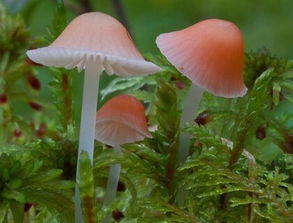 梦见吃蘑菇代表着什么