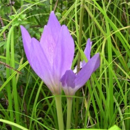 秋水仙花语是什么意思,水仙花语是