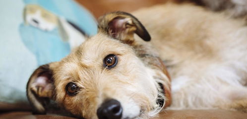 辟谣 狗狗癌症可以预防,四个举措,做好能有效降低狗狗患癌风险