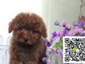 图 精品爆毛圆脸 棕色咖色灰色泰迪 签署终身纯种健康协 北京宠物狗 
