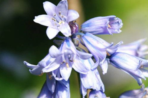 蓝风铃花语是什么,蓝风铃花怎么养