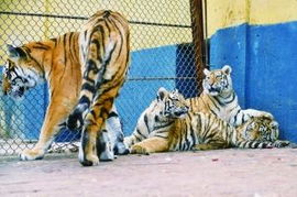 野生动物园喜添3只小虎宝 