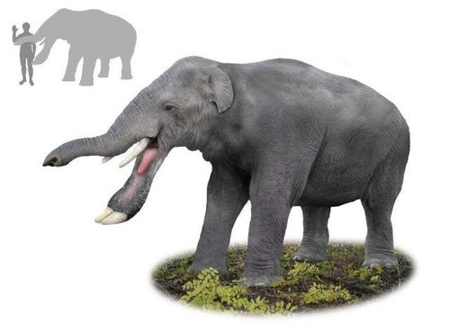 象牙都是尖的 这种牙齿像铲子的大象会颠覆你的想象