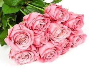粉色玫瑰花语图片：传递无尽的爱与感激