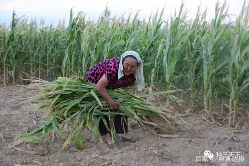 这里2个月没下雨 种了3个月的玉米地,只换来一车鲜草料