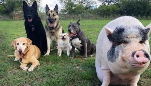 一头猪和5只狗共同生活,结果被成功带偏,行为举止大不相同