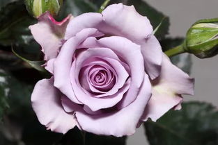 紫色玫瑰的花语是什么意思,粉紫玫瑰花语
