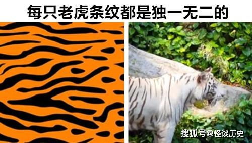 即便是真学霸,也不一定知晓的12个与动物相关的冷知识