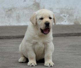 纯种拉布拉多犬 高品质拉布拉多幼犬 健康有保障