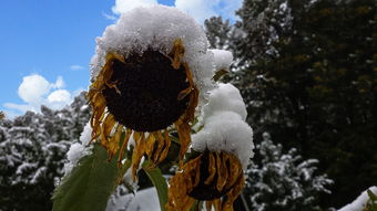 雪人故事绘本，冬日里的温暖陪伴，雪人故事绘本编故事