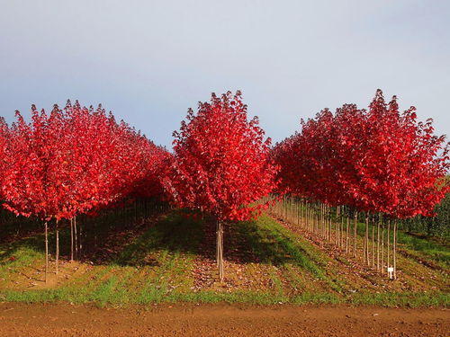 北美红枫的介绍,北美红枫：美丽的秋色制造者
