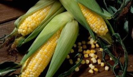 玉米什么时候传入中国的(玉米的起源和历史)