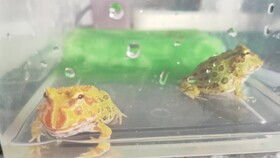 角蛙日常喂食第二波 这次喂速冻小草金儿