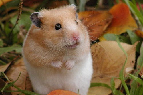 10月上旬财运大开,属鼠人的 吉日 来了,特别是72年的生肖鼠