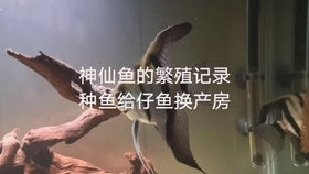 神仙鱼仔鱼要起飞了