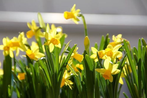 5月3日花语:雉眼水仙,生日花语神圣