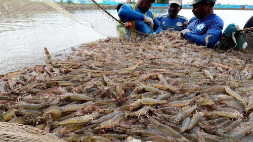 国外水产养殖对虾,少见的海虾用淡水池养殖的技术,养虾百万只多 