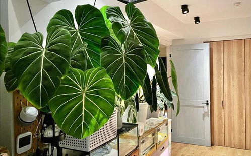 客厅最好养的绿植,客厅放什么植物比较好养？