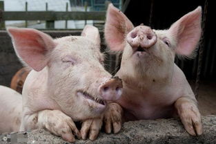 一般养猪是亏还是赚 养猪50只一年赚多少钱