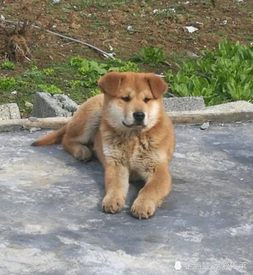 城市宠主敢说话,农村土狗不栓绳,凭啥城里宠物要栓绳