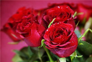 为什么女的都喜欢红玫瑰