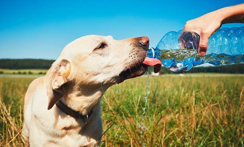 夏日太阳毒,狗狗也会晒伤 预防狗晒伤的3大招