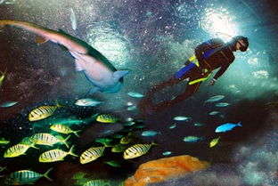 上海海洋水族馆攻略,探秘上海海洋水族馆：一次与海洋生物的浪漫邂逅