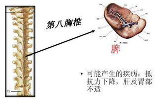 脊椎有多强韧,你就有多健康 快来检测一下 