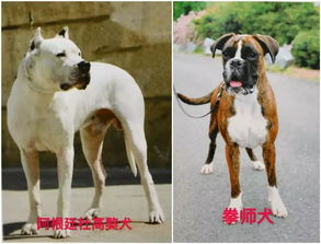天津市建成区内禁养烈性犬,种类包括藏獒 恶霸犬等 