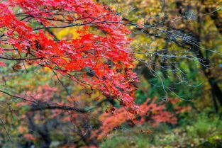 哪有红枫？探寻秋季最美的红枫观赏胜地！