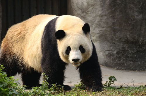国宝大熊猫伤人后会被怎样,会被击毙吗 饲养员给出了答案 