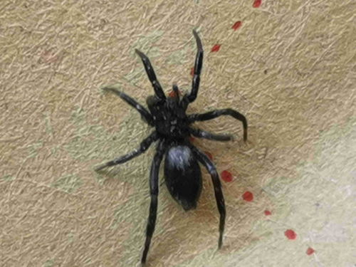 请帮我看下这是什么蜘蛛,从身上掉下来怕有毒 