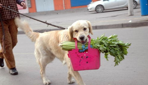 胖犬减肥冷知识，胖狗减肥(胖狗有哪些)