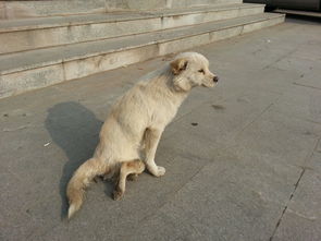 我所在的公司周边有一条出了车祸的狗狗,我想给他找一家流浪狗救助站,请问北京哪里有 可以收养他的 
