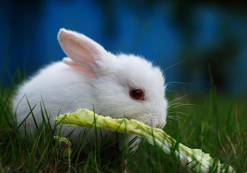小白兔 草食性脊椎动物