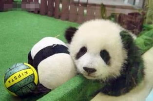 大熊猫暖暖惨遭马来西亚退货,原因让人笑出声,果然是 国宝