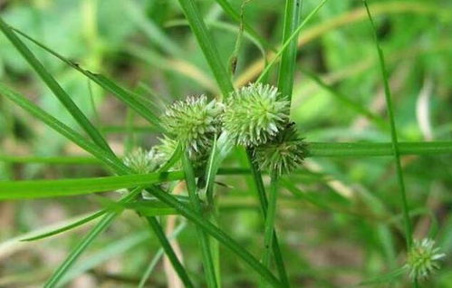 常见且生命力旺盛的 野草 ,知道它的价值,女生很喜欢它