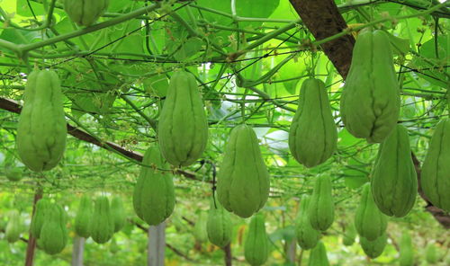佛手瓜很高产,种植的人不多,吃的人更少是吗 为什么