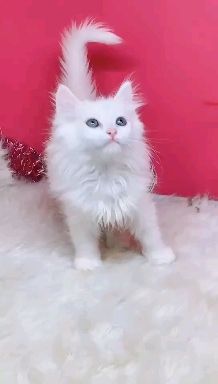这个是纯白高地猫吗 