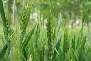 小麦底肥用什么好,小麦底肥用六国二铵好还是云峰二铵好