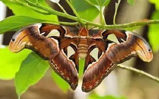 乌桕大蚕蛾,这只是蛇头蝶吗？