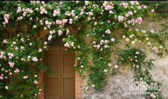 家里的围墙墙面种花,院子围墙上可养“5种花”，好养漂亮，只种一棵，换来一片花海